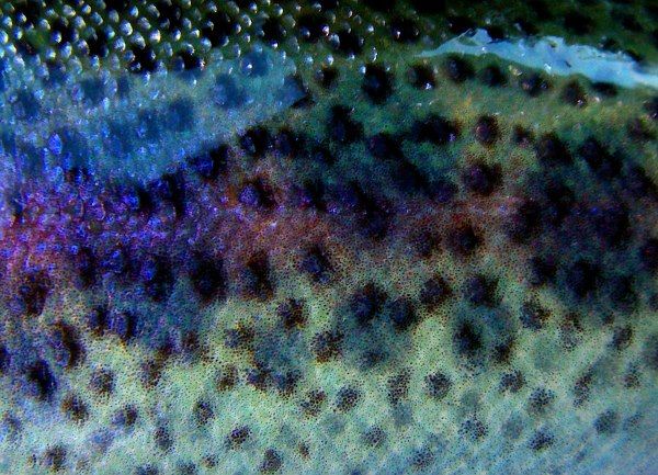 fish