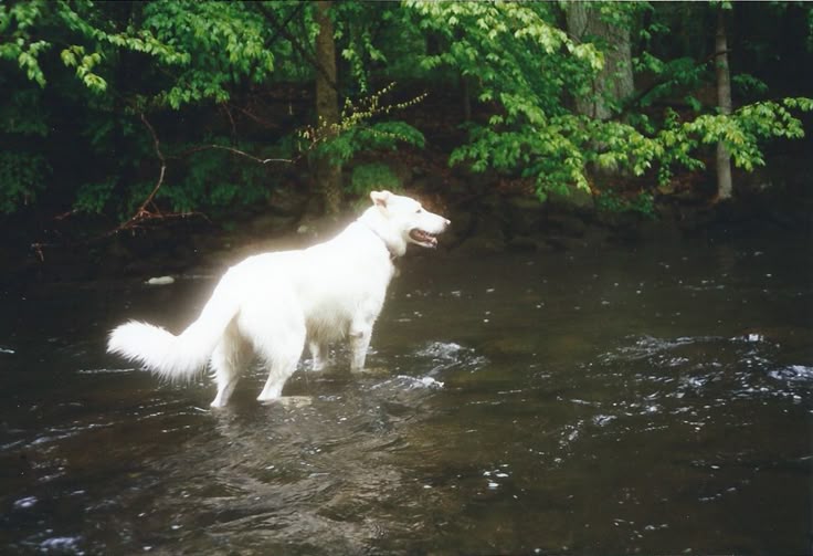 angeldog