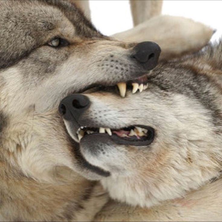 Dogs