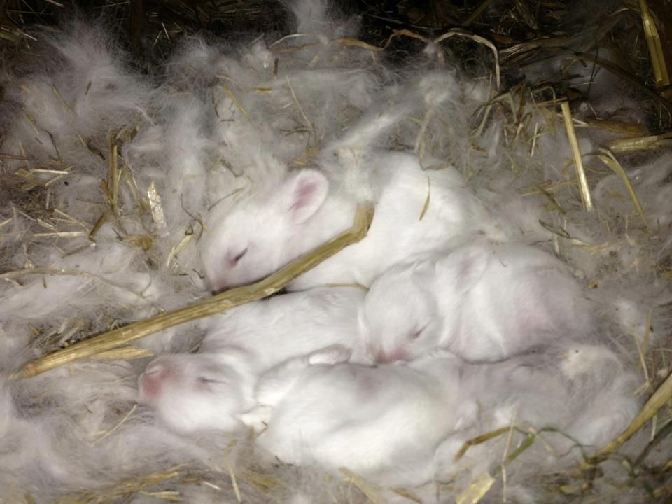 babybunnies