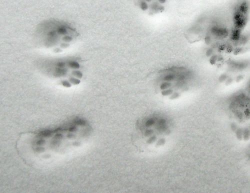 snowpaws