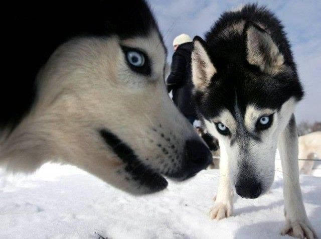 wolves