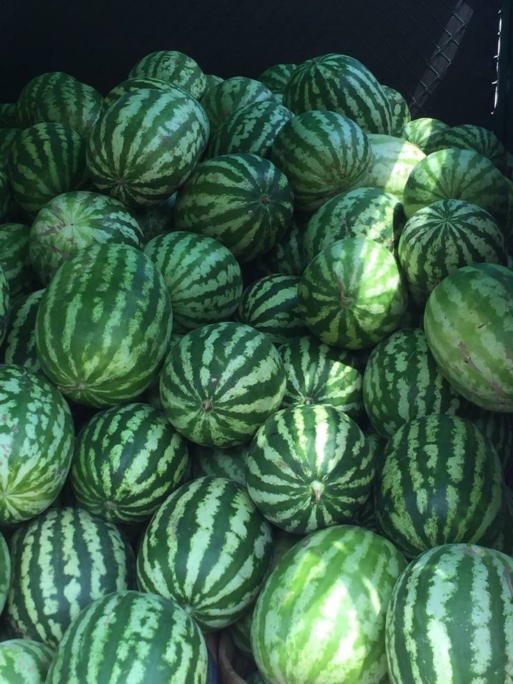 watermelons