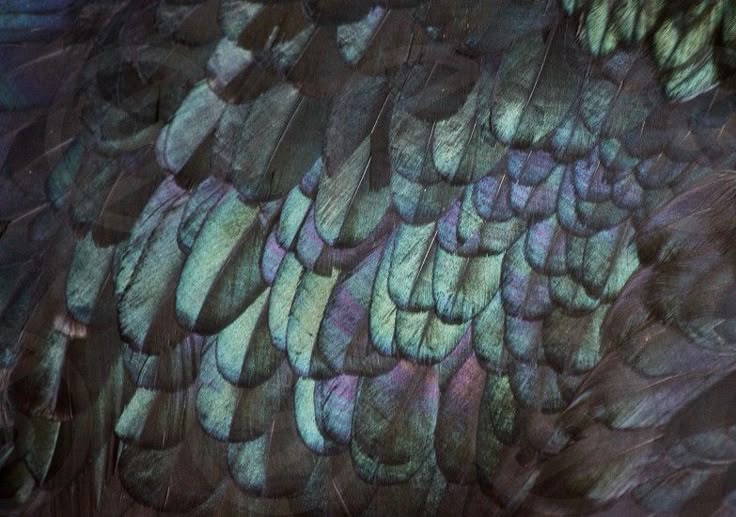 birdwing
