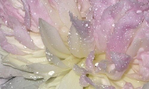 flowerdroplets