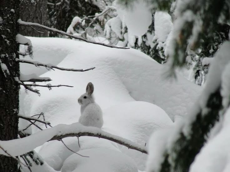 rabbitinwhite