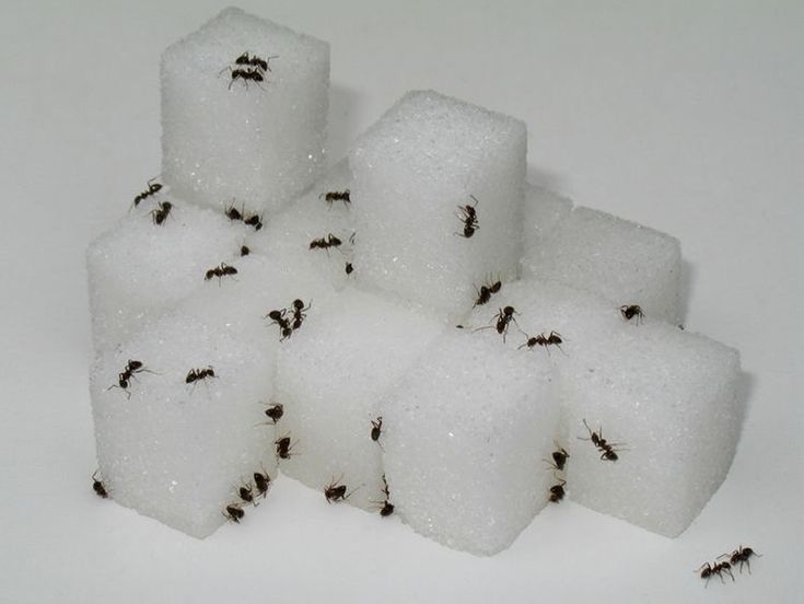 antsugar